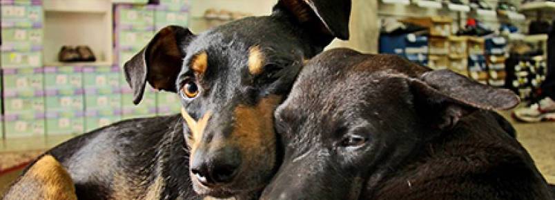 Lojistas de Novo Hamburgo adotam cães de rua