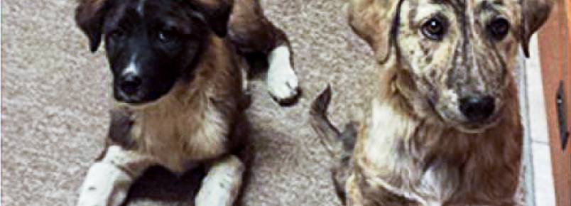 Sargentos reencontram cachorros que salvaram no Afeganistão