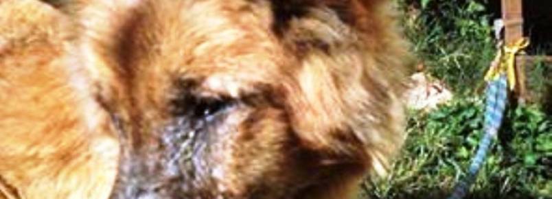DENÚNCIA: Cachorro é mantido amarrado e com sinais visiveis de maus tratos em loja de Pedro Juan
