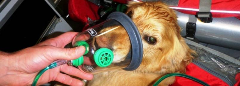 7 dicas que podem salvar seu cachorro durante um incêndio