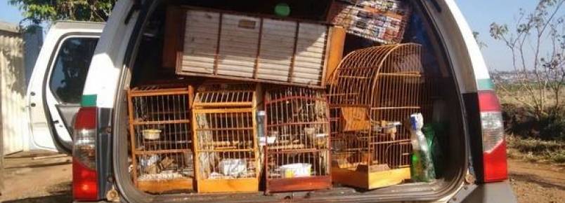 Polícia Ambiental apreende 42 pássaros silvestres em Apucarana