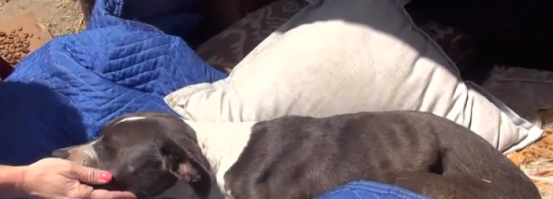 Durante resgate, pit bull machucada faz questão de mostrar que precisa de ajuda