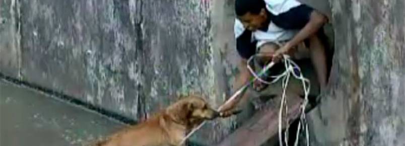 Jovem arrisca vida para resgatar cachorro que caiu em canal na capital baiana