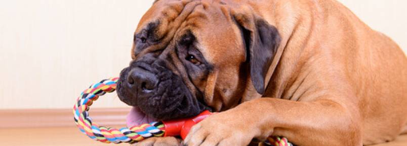 Por que o seu cachorro prefere um brinquedo ao outro?