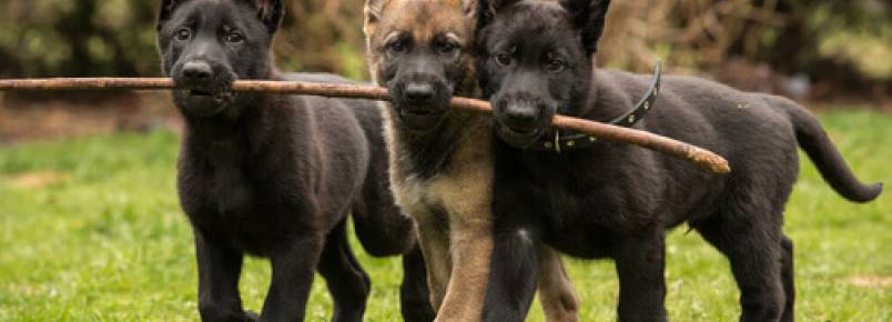 Oito raças de cachorros que são carinhosos