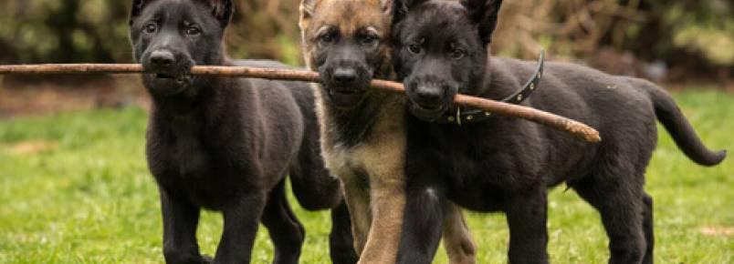 Oito raas de cachorros que so carinhosos