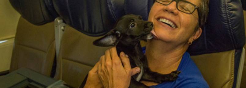 Companhia aérea disponibiliza avião para salvar animais de tempestade no Texas