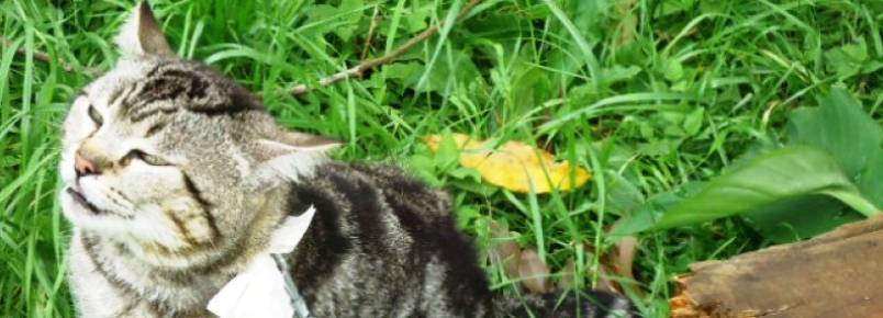 Aps denncia, gato preso com corrente no pescoo  resgatado