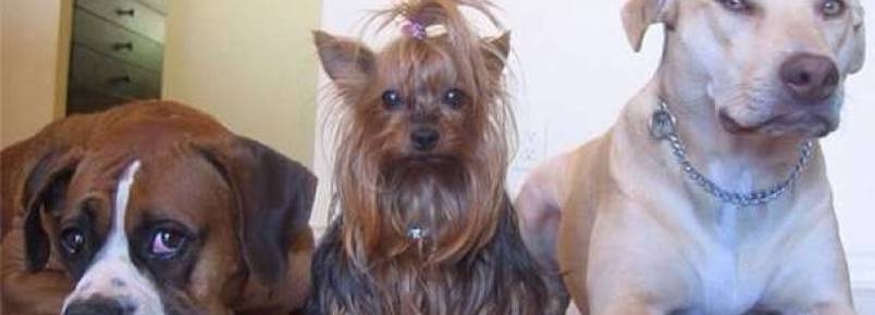Veja os cães companheiros das modelos brasileiras