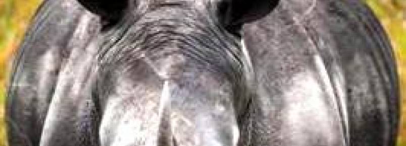 Exposio revela a trgica situao dos rinocerontes na frica