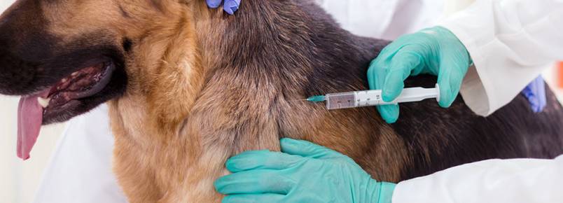 Dr. Alexandre Explica: Vacinação de cães e gatos, um gesto de amor a seu pet