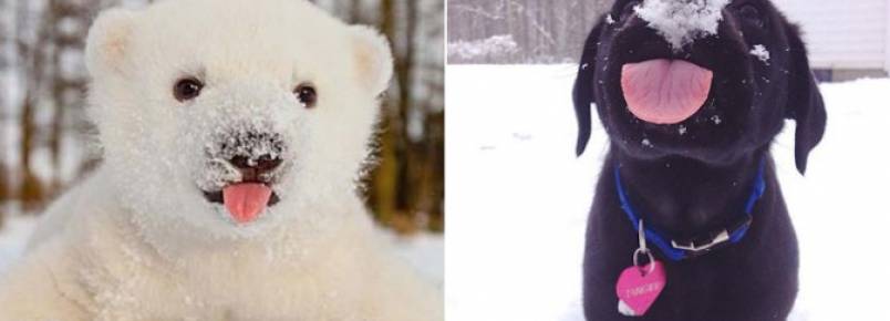 15 Animais fofos brincando na neve pela primeira vez