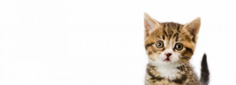 Por que os gatos enterram o próprio cocô?