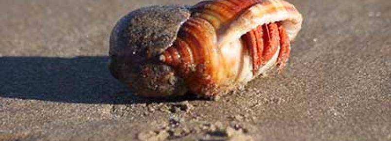 Descobertas oito novas espécies de bichos-de-conta em Portugal