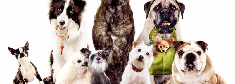 Venda de animais vai exigir preenchimento de termo de posse responsável em Valinhos