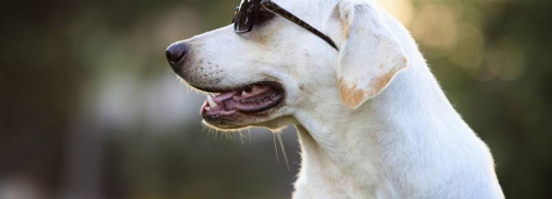 12 cuidados essenciais que é preciso ter ao levar um cachorro para passear