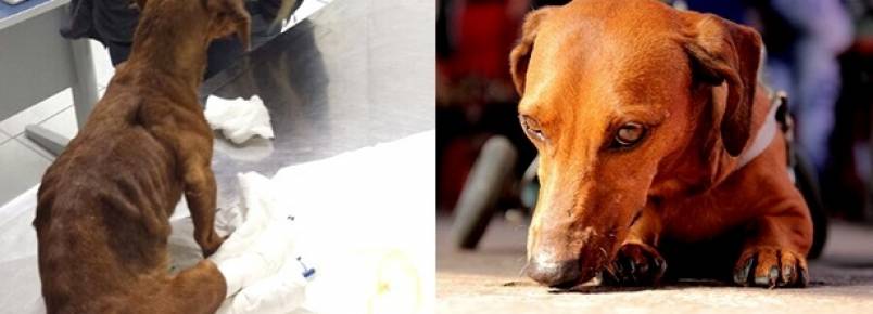 Veja as histórias de amor de quem adotou cães e gatos idosos ou deficientes