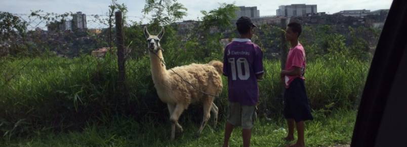 Lhama surpreende e intriga moradores da zona Oeste de BH