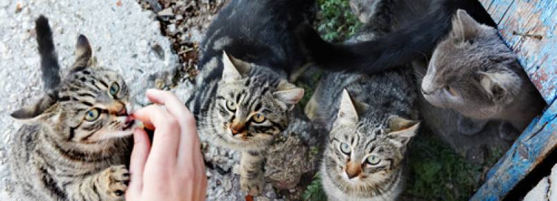 Um srio alimenta a 150 gatos vtimas do conflito