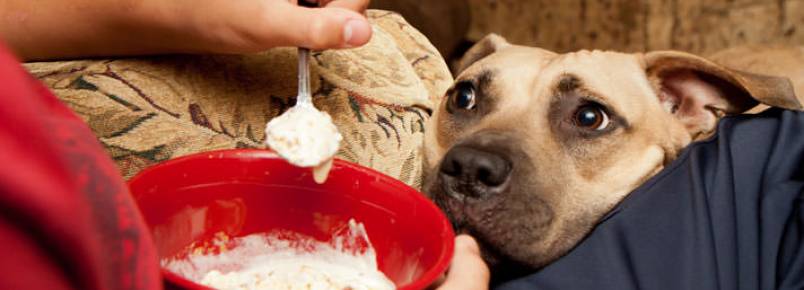 Cachorro sempre com fome