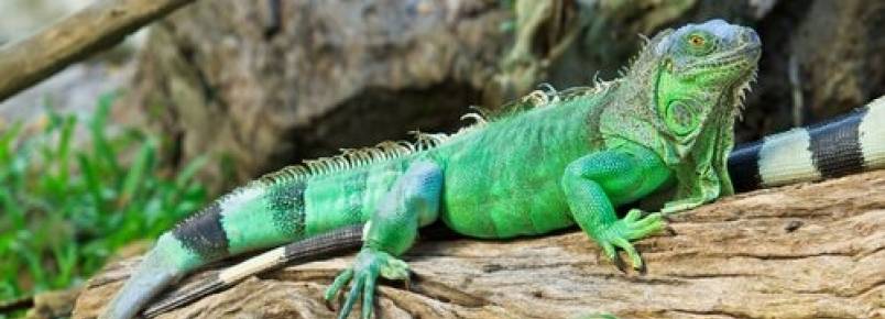 5 espcies de iguanas