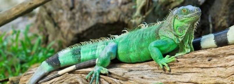 5 espécies de iguanas