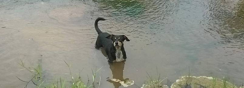 Cotady: Um cão que ama pescar