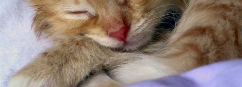 Fotos revelam a gratido de um gato que dorme pela primeira vez em uma cama