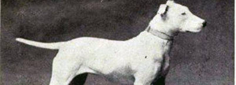 Raças de cães sofrem mudanças radicais ao longo do tempo