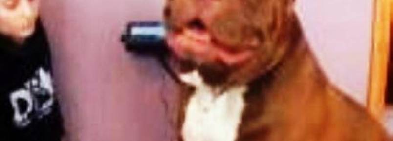 O gigante Hulk, um Pit Bull de 80 kg, ganha a atenção da internet 