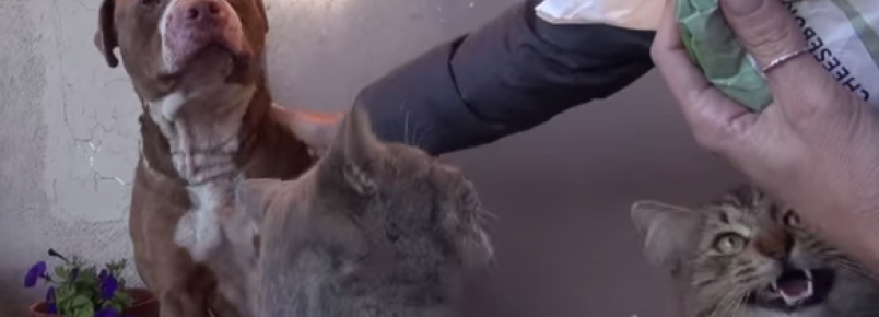 Gatos ajudam Pit Bull abandonado a se acalmar enquanto ele é salvo