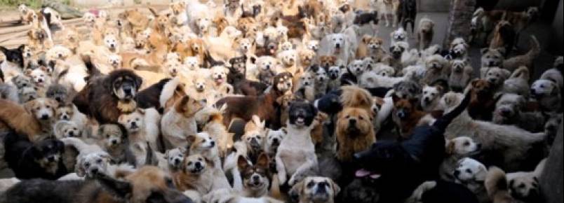 Chinesa recolhe 1.500 cães e 200 gatos de rua