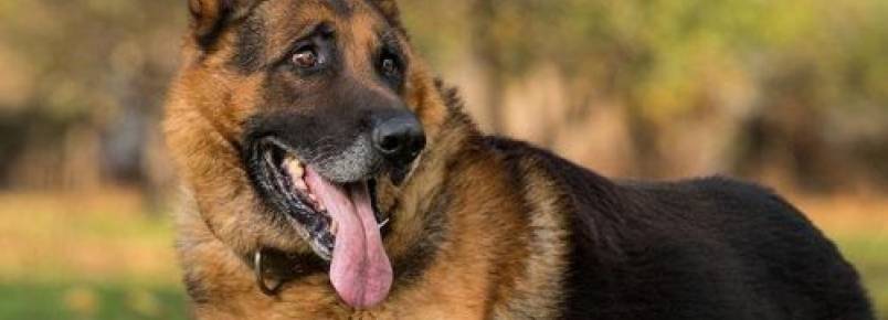 4 raças mais utilizadas como cães de proteção