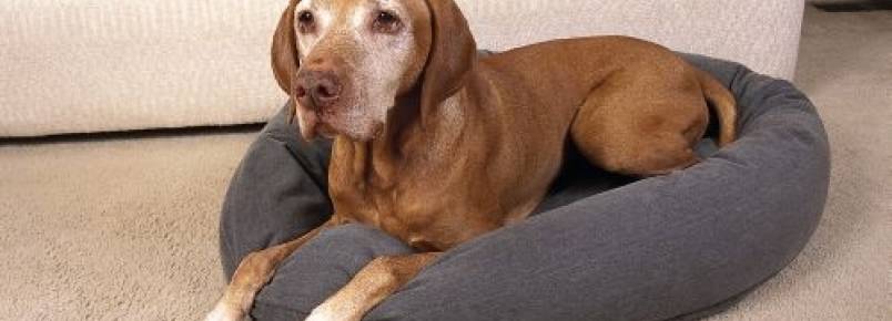6 sinais de que seu cão está sofrendo de osteoartrite canina