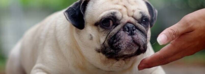 Os perigos do sobrepeso em cães