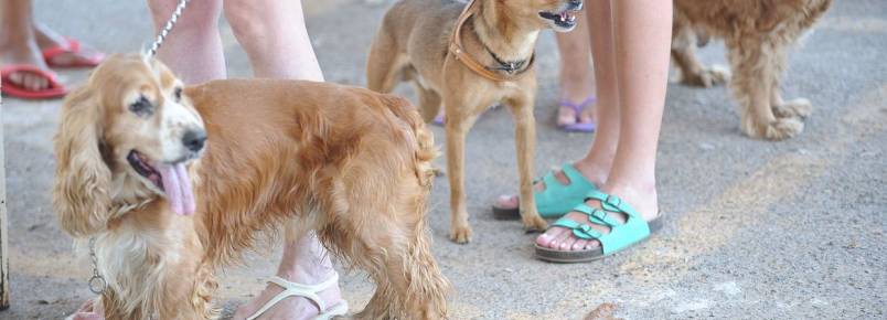 Rio inaugura mais um centro de atendimento para cães e gatos