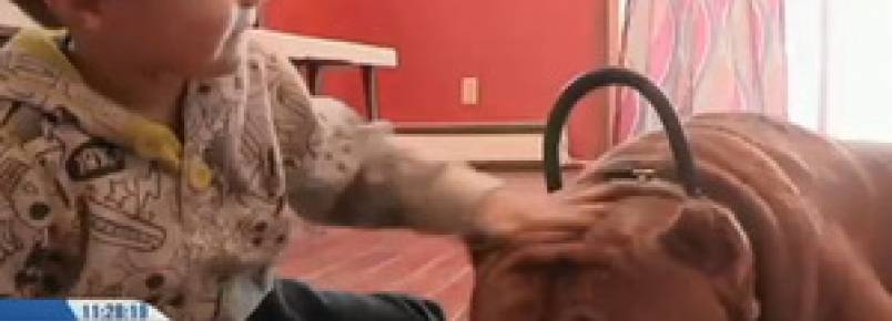 Conheça Hulk, o pitbull gigante