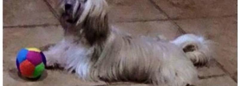 Três-lagoense encontra seu cachorro perdido há quase um mês