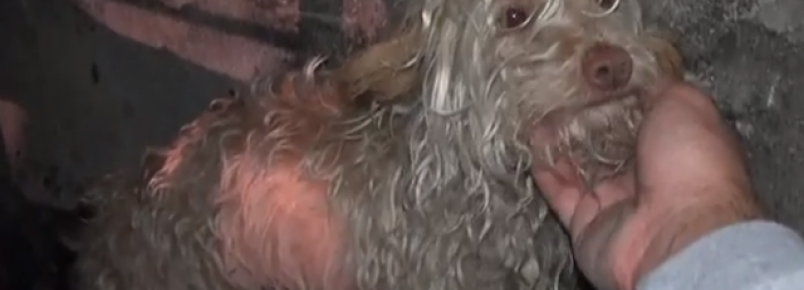 Cachorro é resgatado de esgoto e ganha uma nova vida