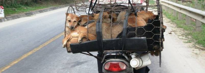 Nove regiões do mundo ainda consomem carne de cães e gatos