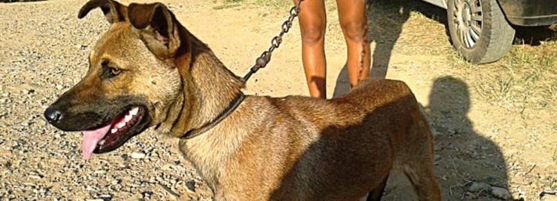 Monte Mor vai promover ‘1ª Feira de Doação de Animais’ .