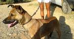 Monte Mor vai promover ‘1ª Feira de Doação de Animais’ .