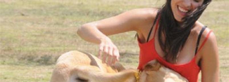 Câmara de BH tem 11 projetos que ampliam os direitos dos animais