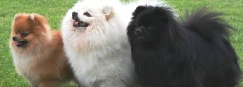 Lulu da Pomerânia (Spitz Alemão Anão)