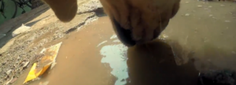 ONG prende câmera em um cachorro de rua para mostrar como é sua vida