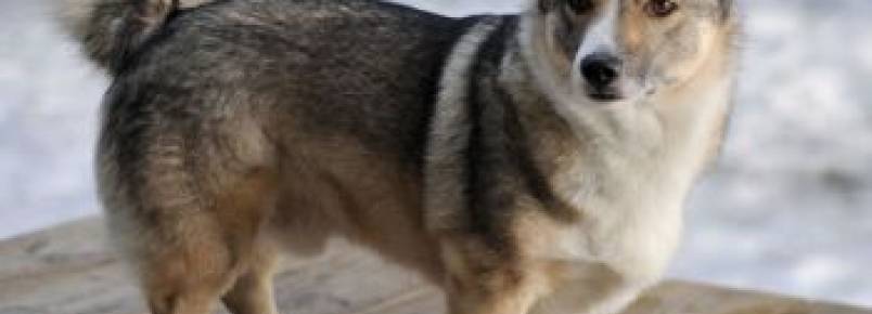 Vallhund Sueco