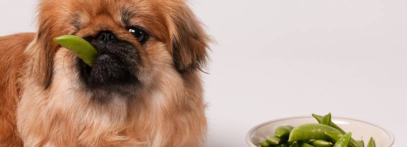 Verduras e legumes que cachorros podem comer