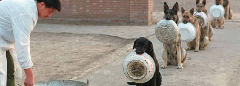 Disciplina de cães policiais na hora de comer surpreende