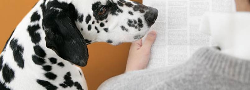 5 razões pelas quais o seu cão pode choramingar para você