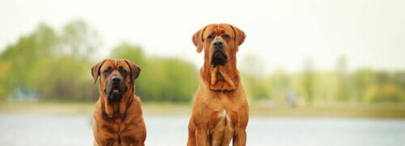 Os 8 maiores cães do mundo